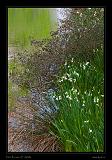 Keukenhof Hollandia 018